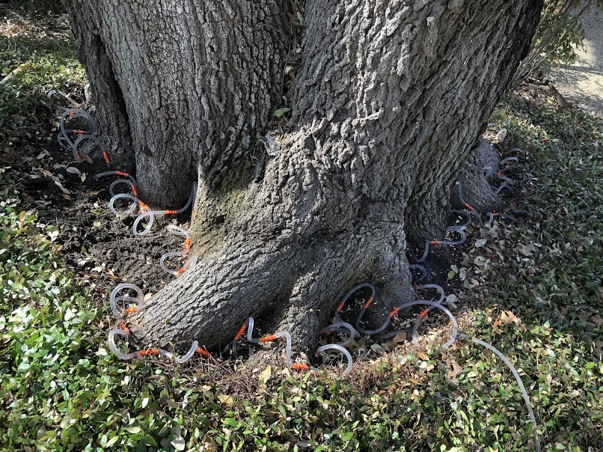 Detailed Tree Cabling and Bracing job site in Pawnee City