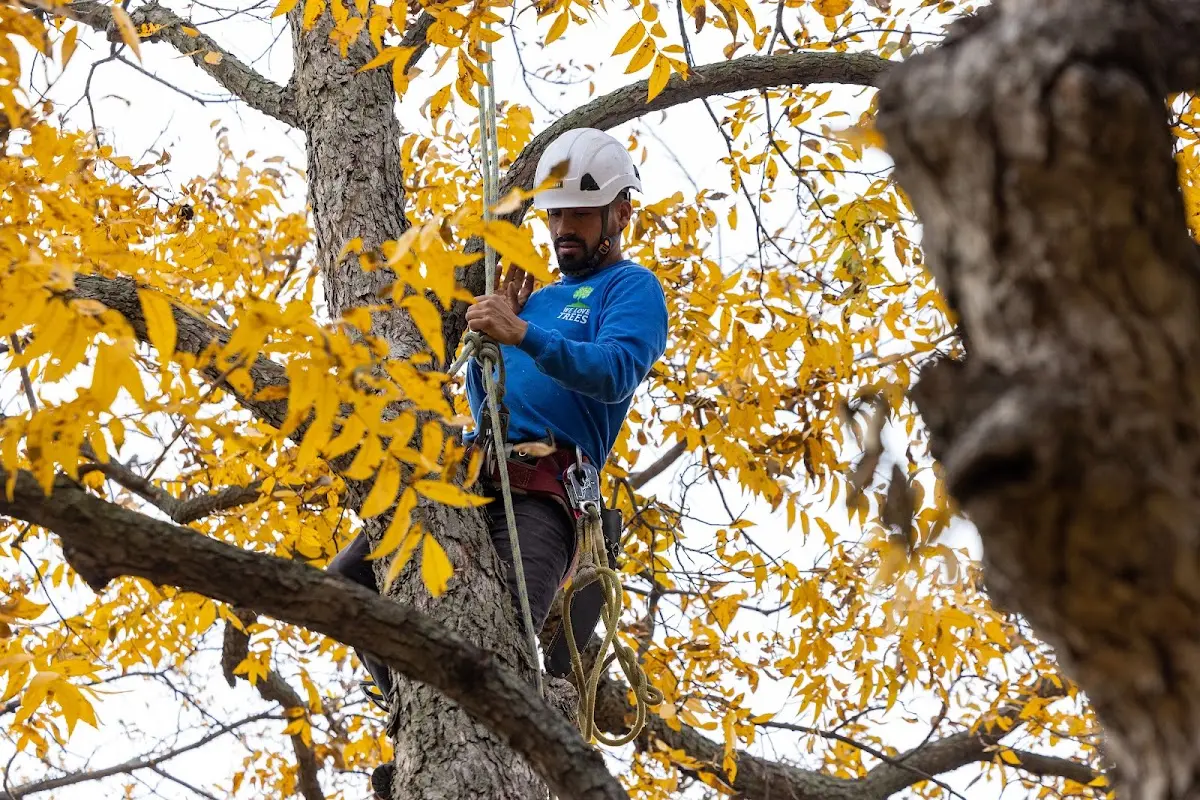 Skilled Tree Planting crew working in Pawnee City